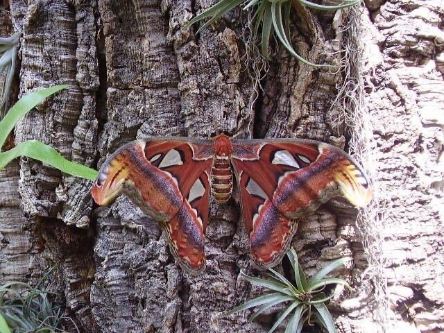Magnificent Butterfly