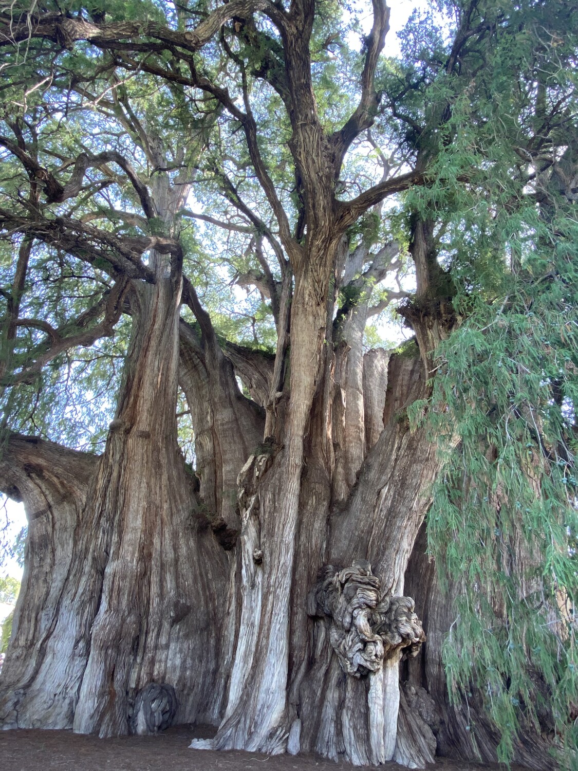 Montezuma Cypress Tree.