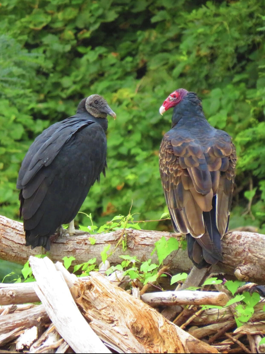 Vultures discussing life