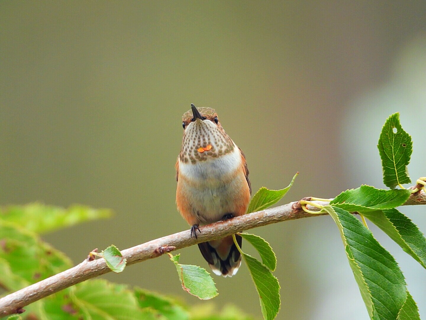 Rufous hummingbird