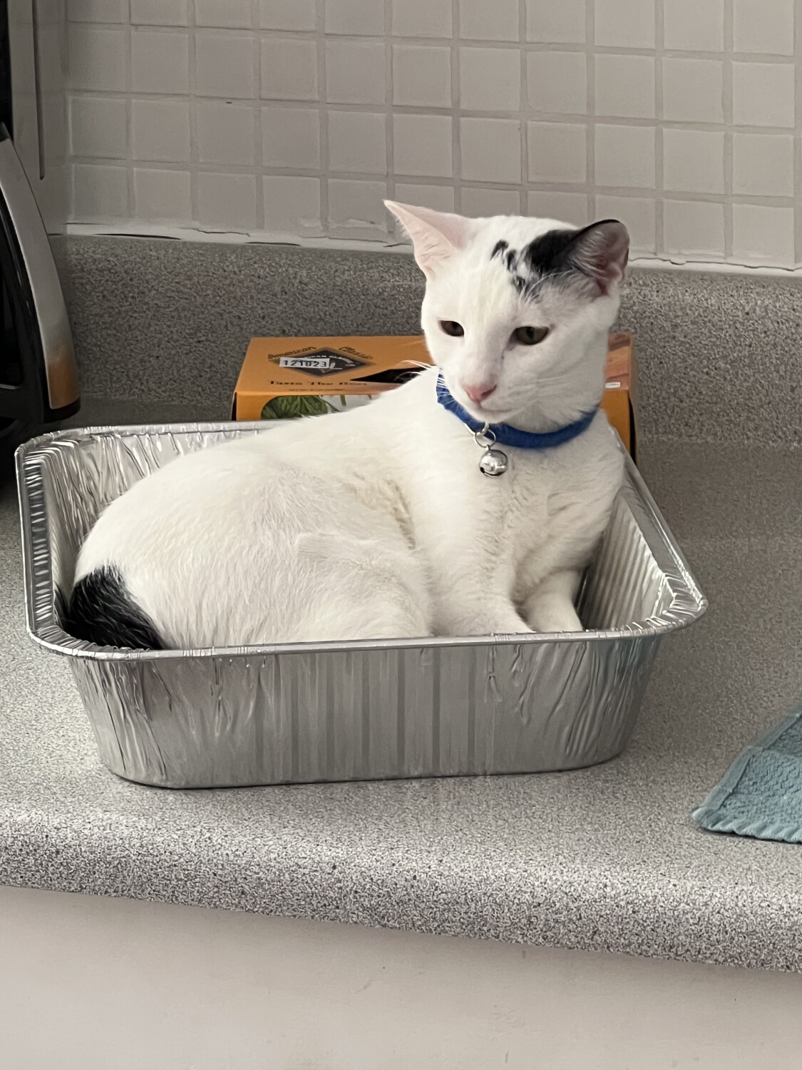 Henry in his baking pan