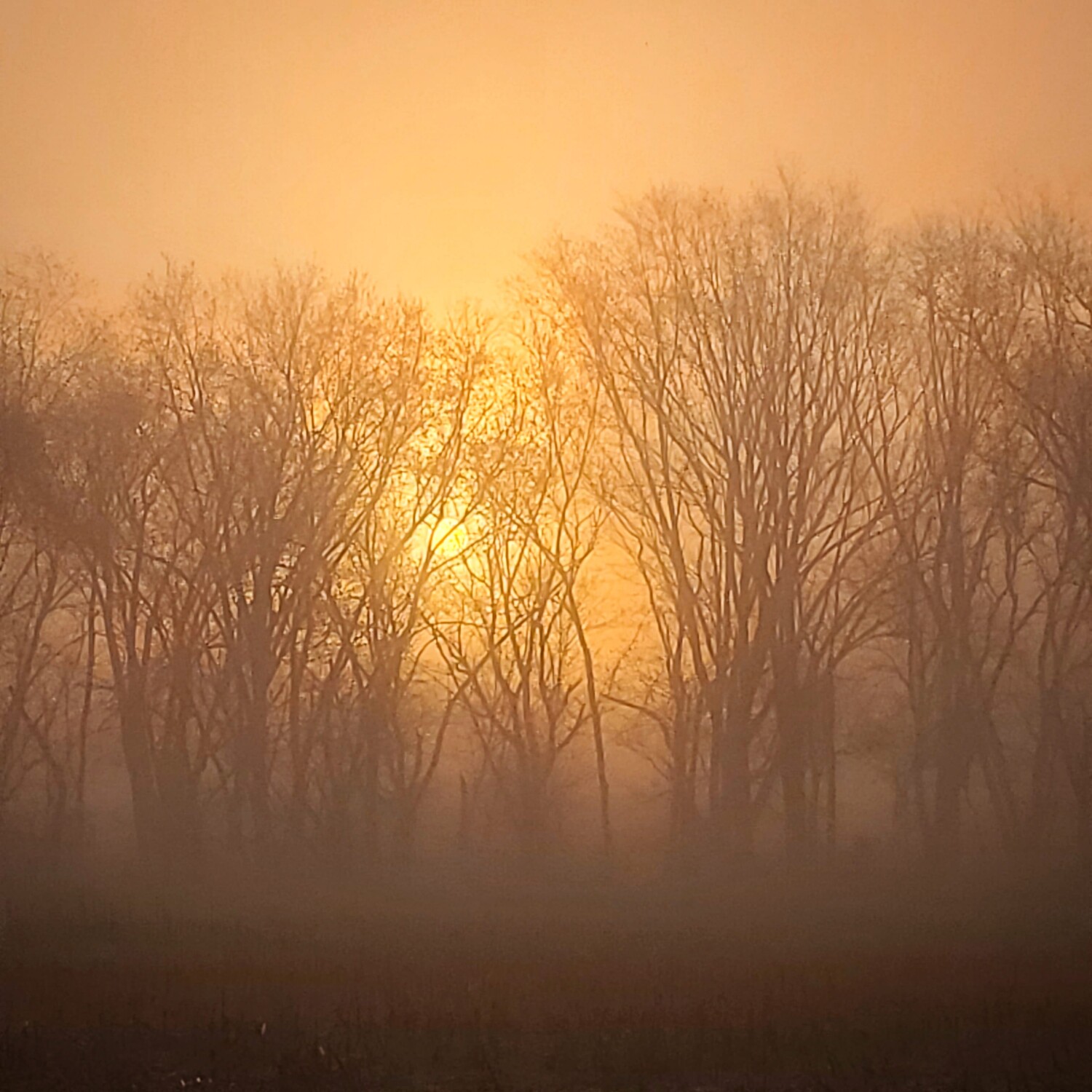 Foggy sunrise
