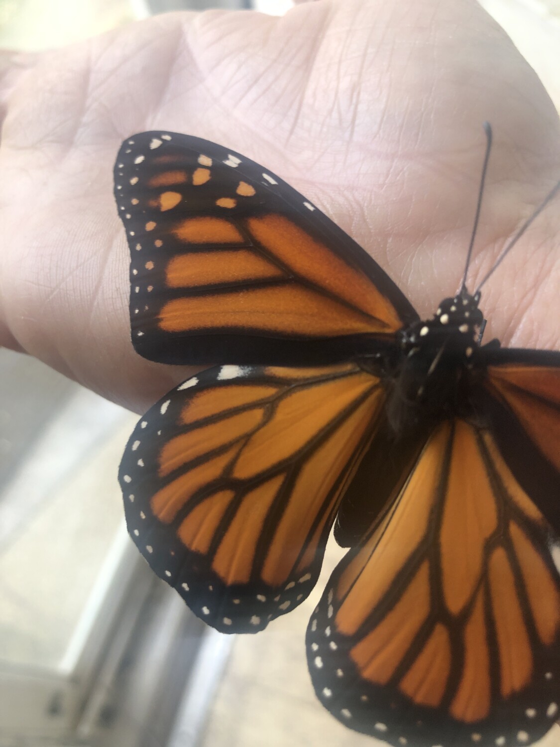 monarch