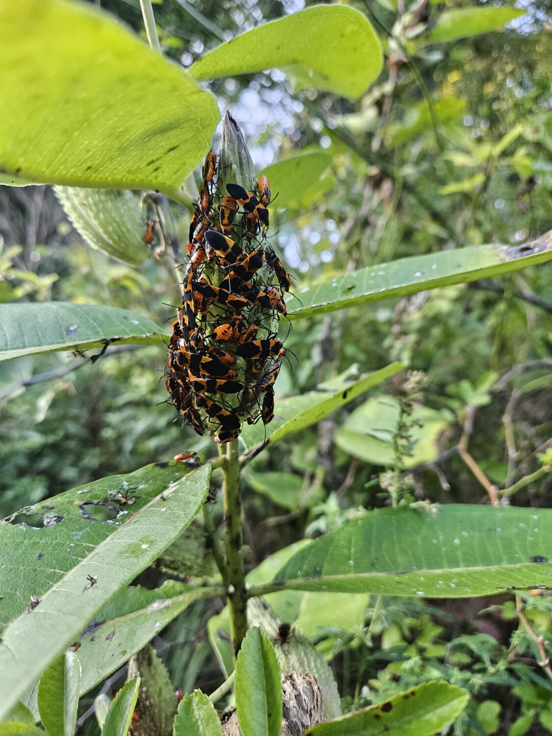 A Beautiful Congregation