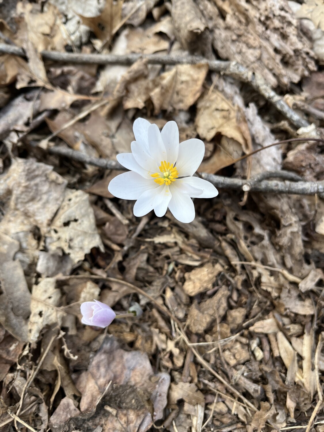 Spring flower