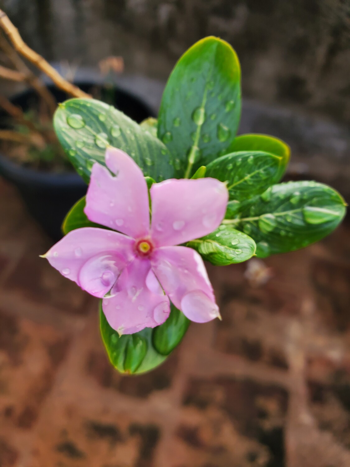 Showered in Nature's Grace