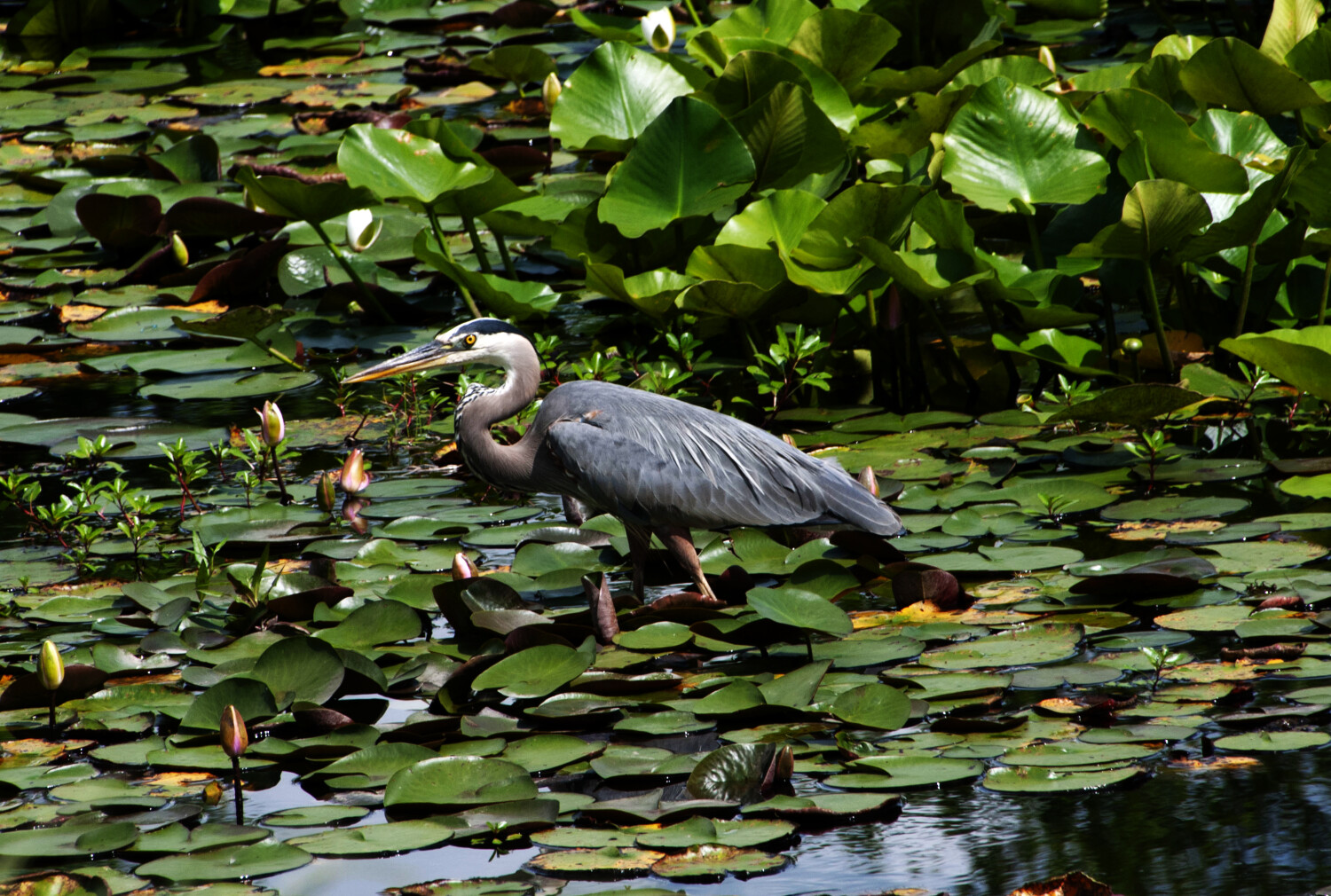 Heron in Water Lillies
