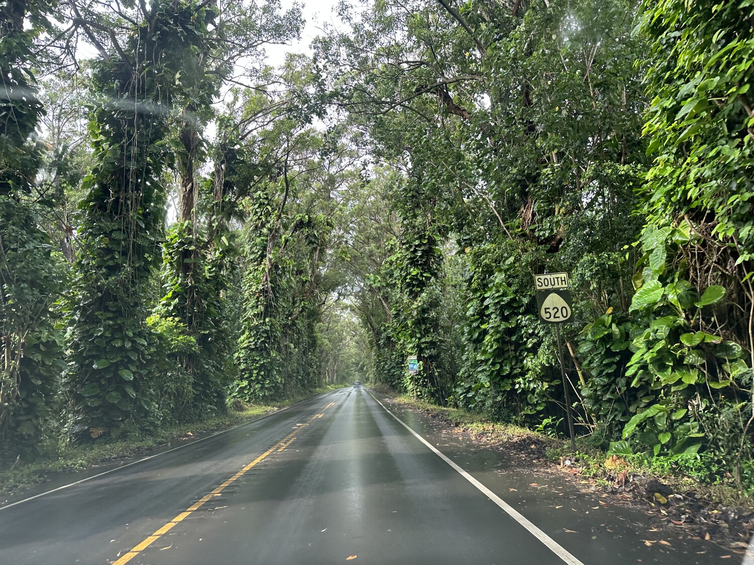 Tree tunnel