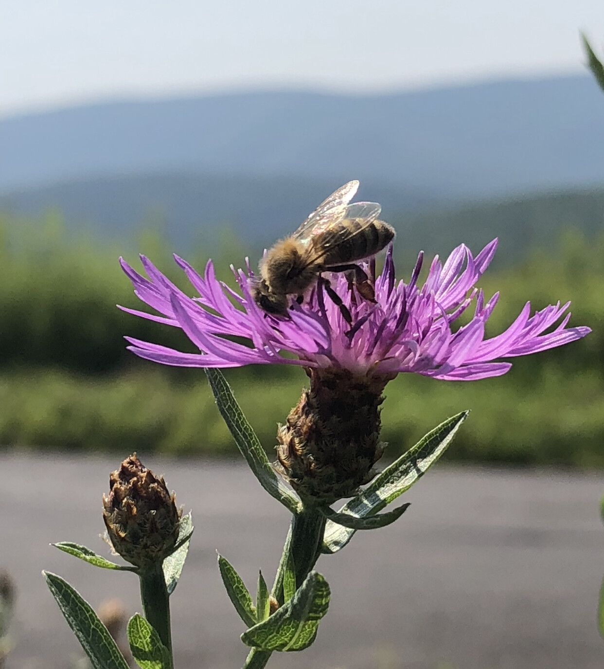 Honeybee on Knapweed in the Catskills