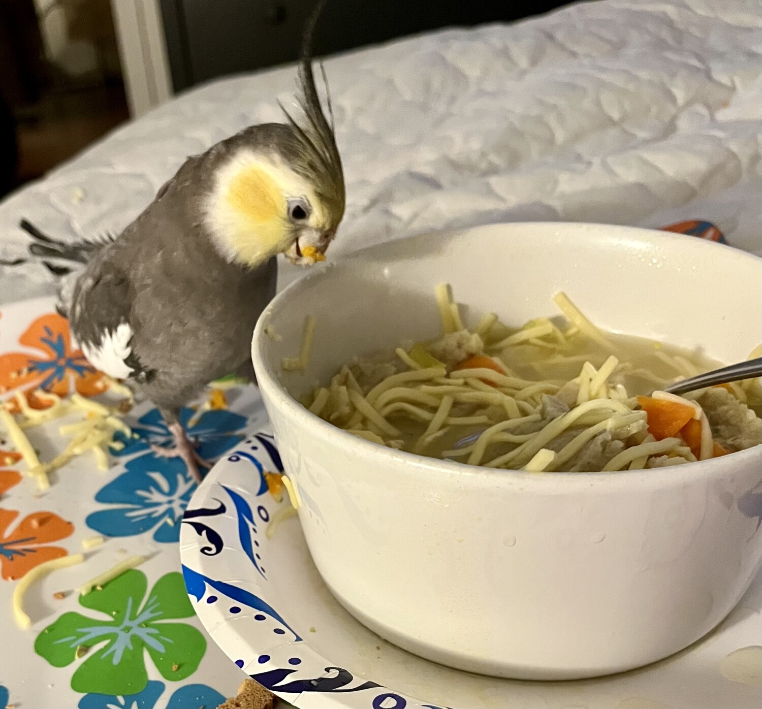 Ringo celebrates Passover