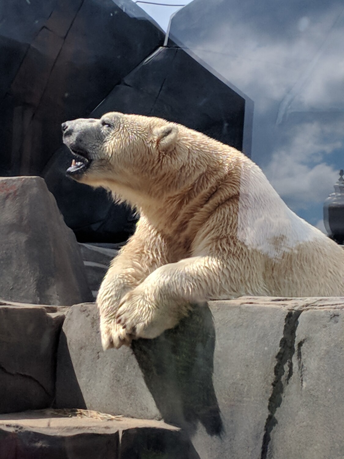 Polar bear hits a high note🎶