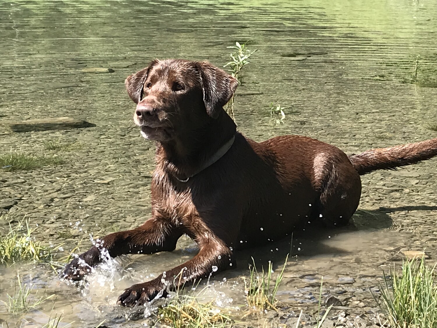 Colt at Crystal Lake