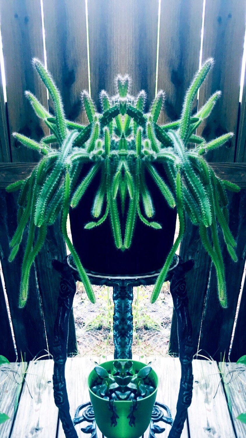 Cactus’s