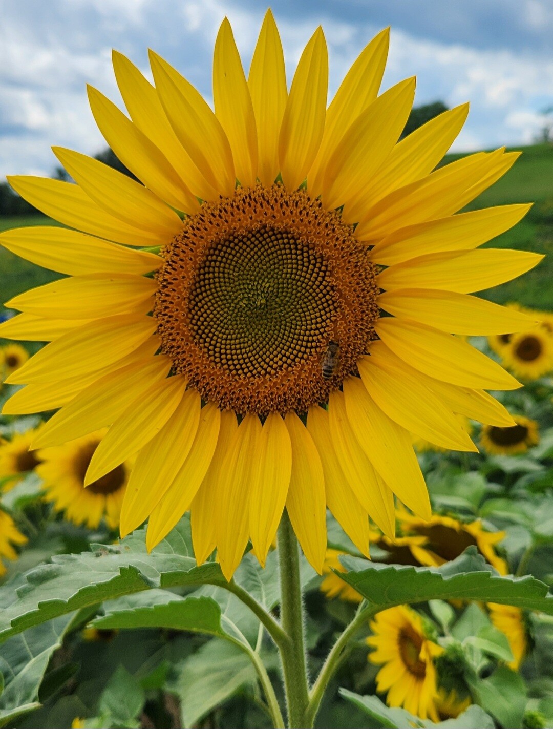 Bee-utiful sunflower. 🐝 🌻