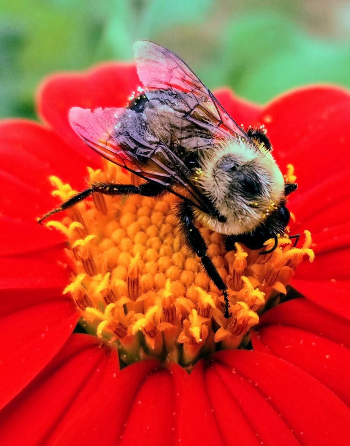 Bee