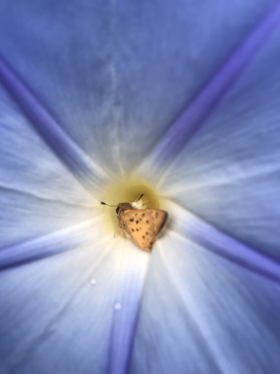 Morning in my Garden