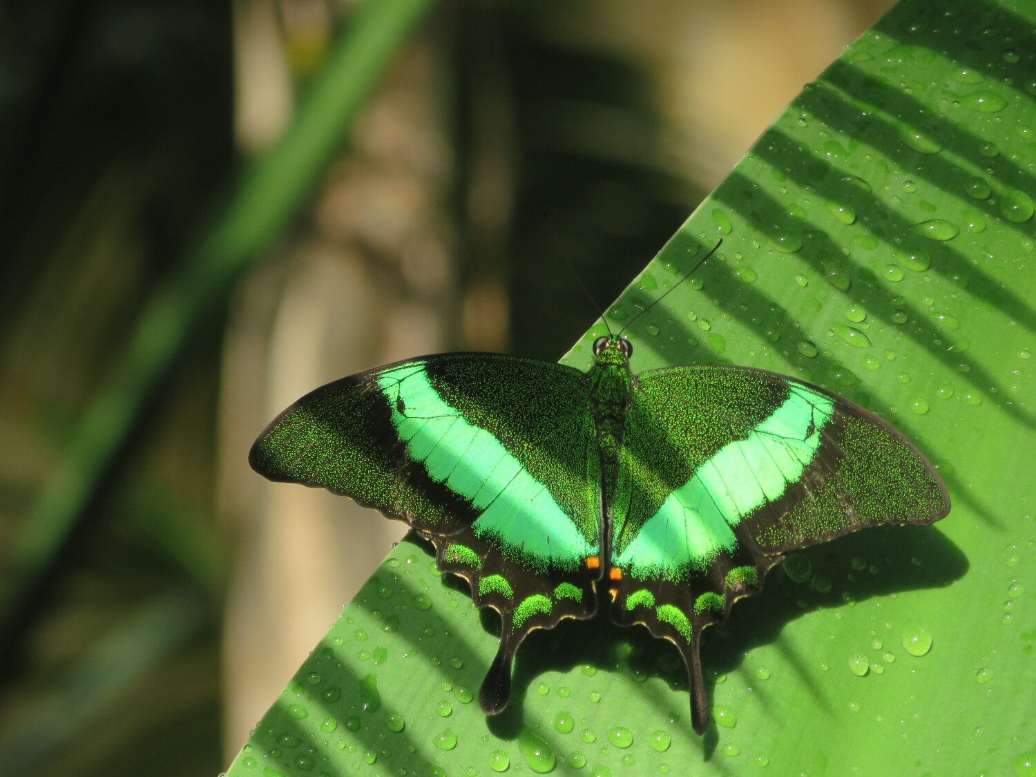 An emerald in the shadows