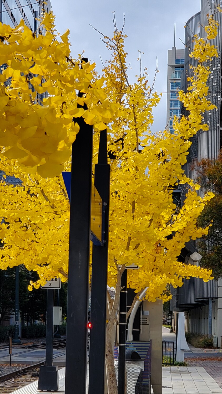 Gingko tree by the train