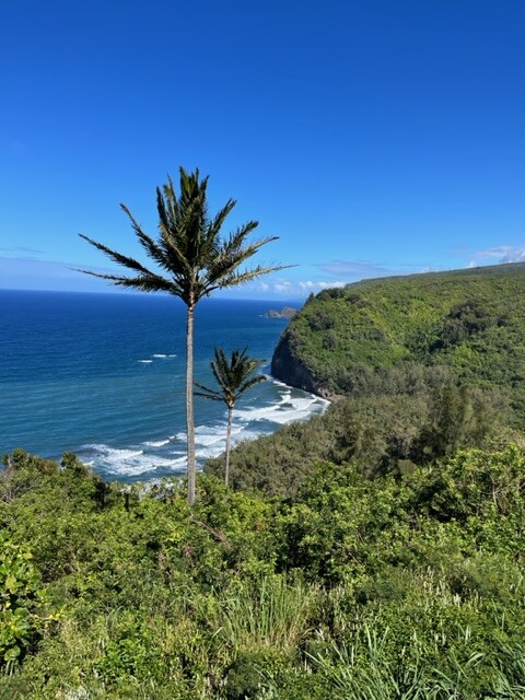 Beyond The Palms 🌴