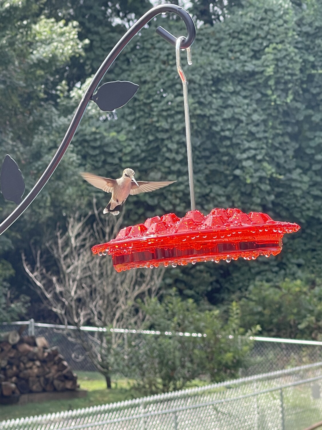 Hummingbird feeding