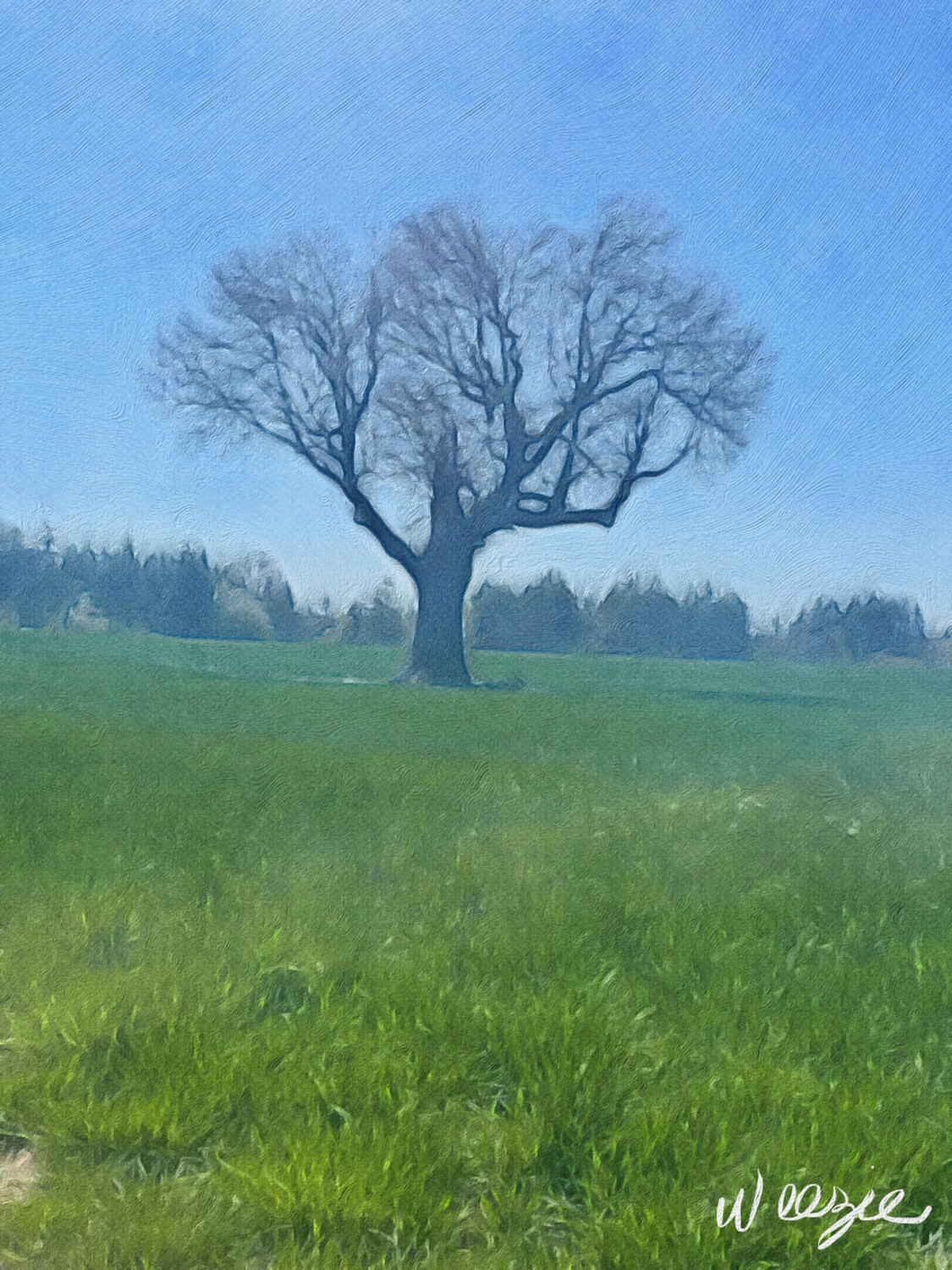 “Aurora Oregon tree”