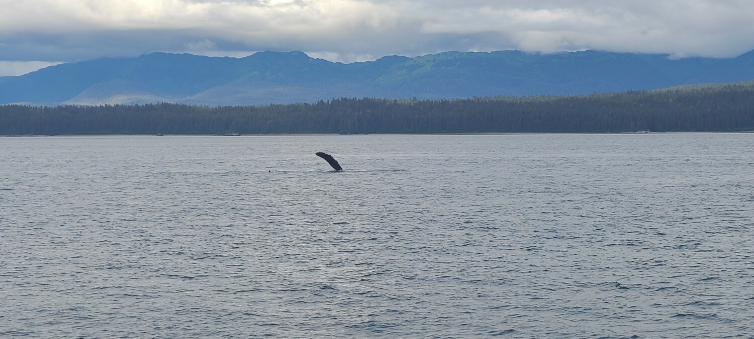 Whale Watching