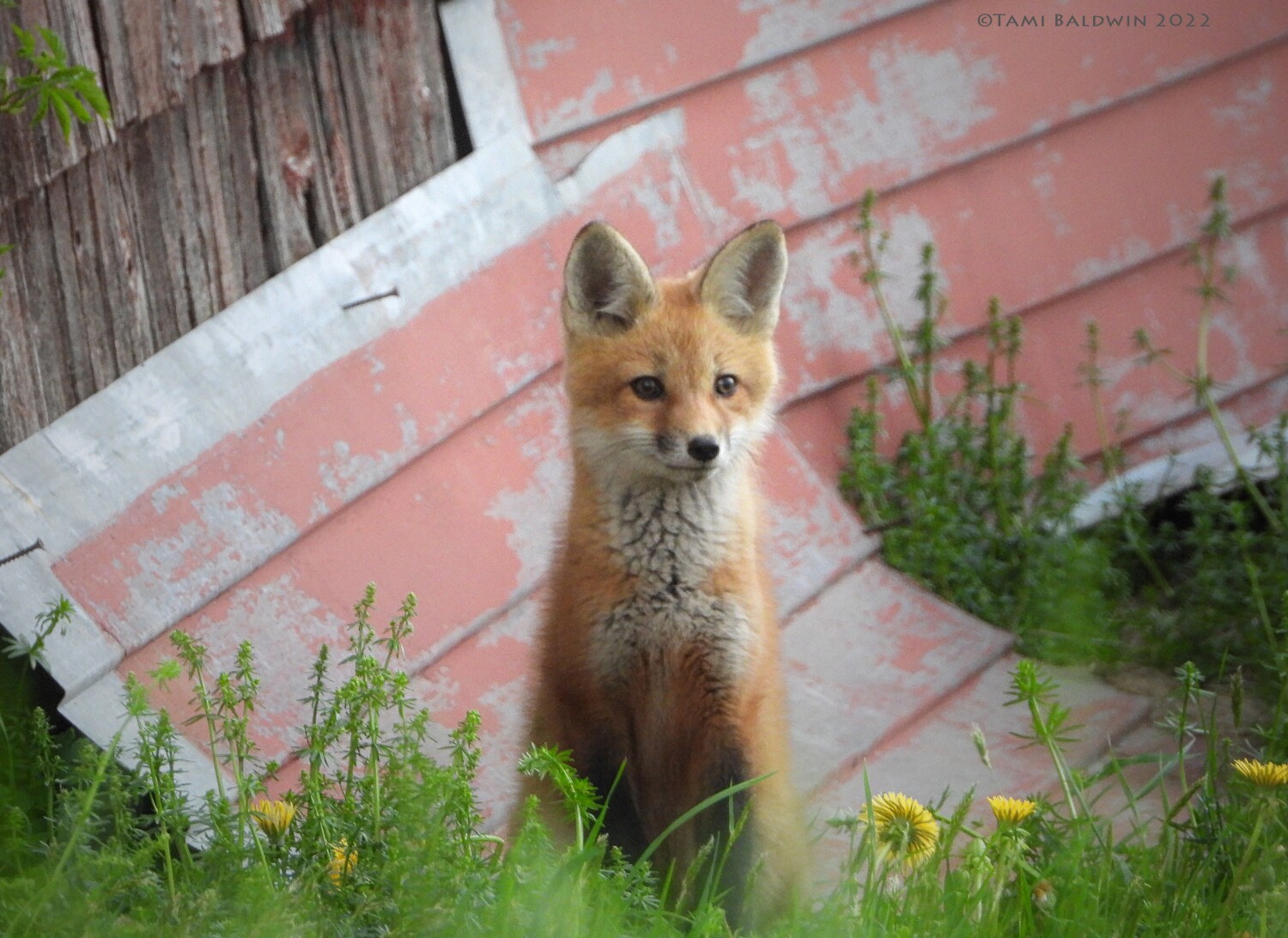 Springtime Redhead