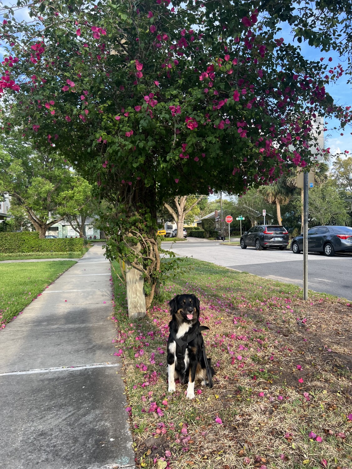 Bear taking in the flowers!!