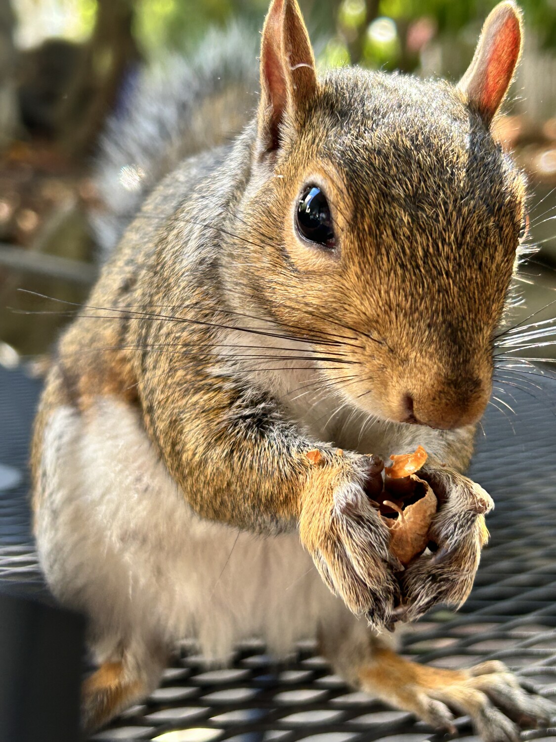 My friendly neighbor!