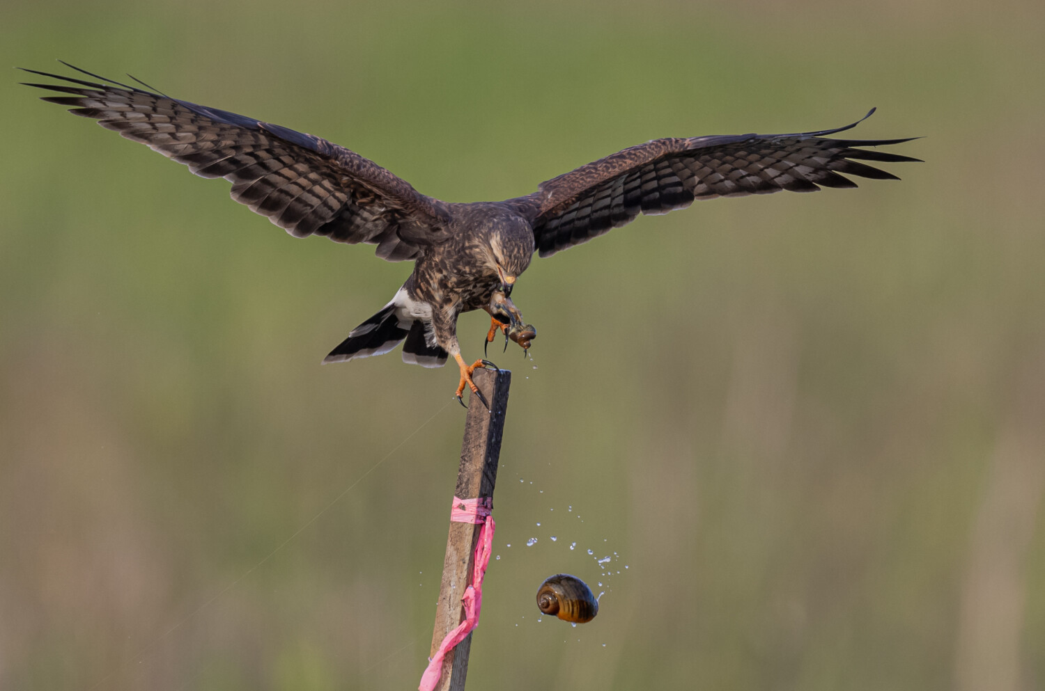 I got the good stuff