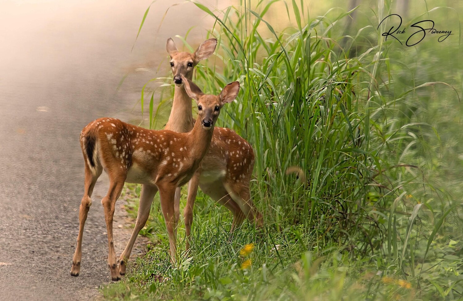 2 Whitetail Fawns