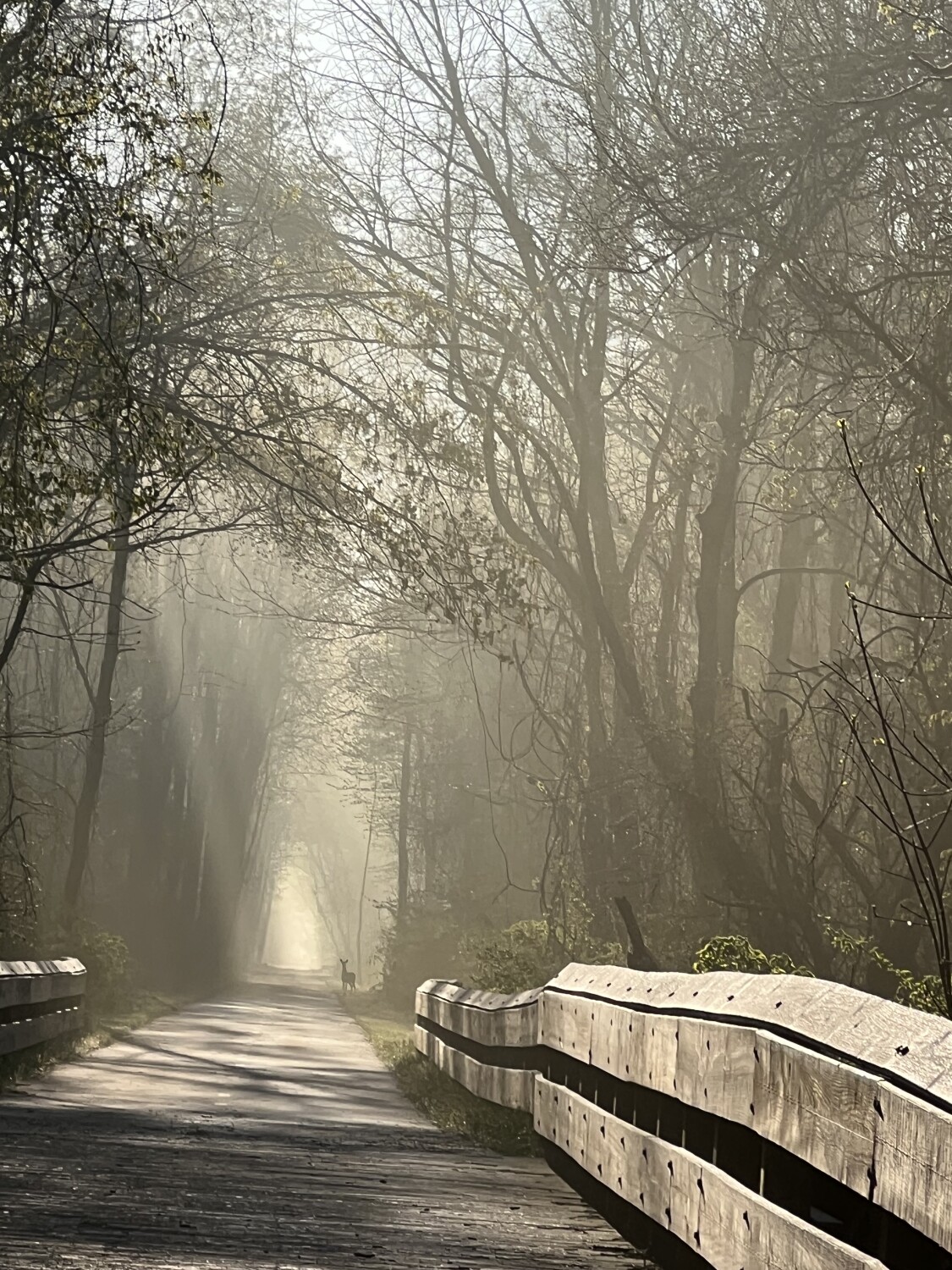 Stillness in the fog