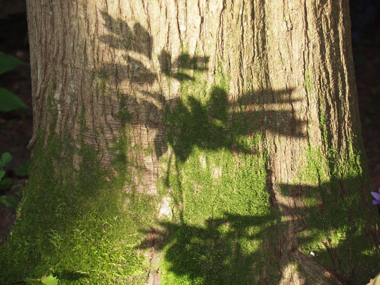 Shadows in the forest