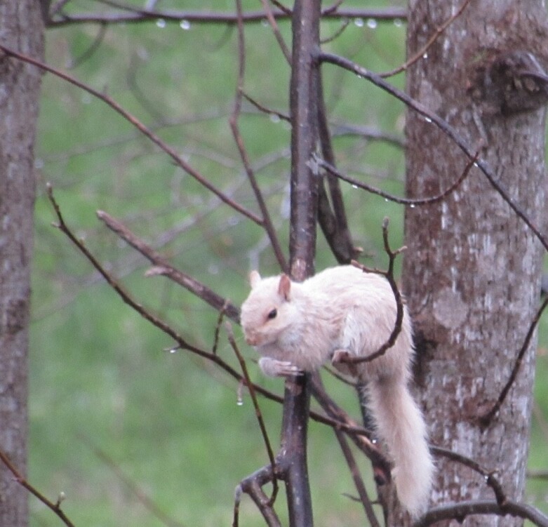 White Squirrel