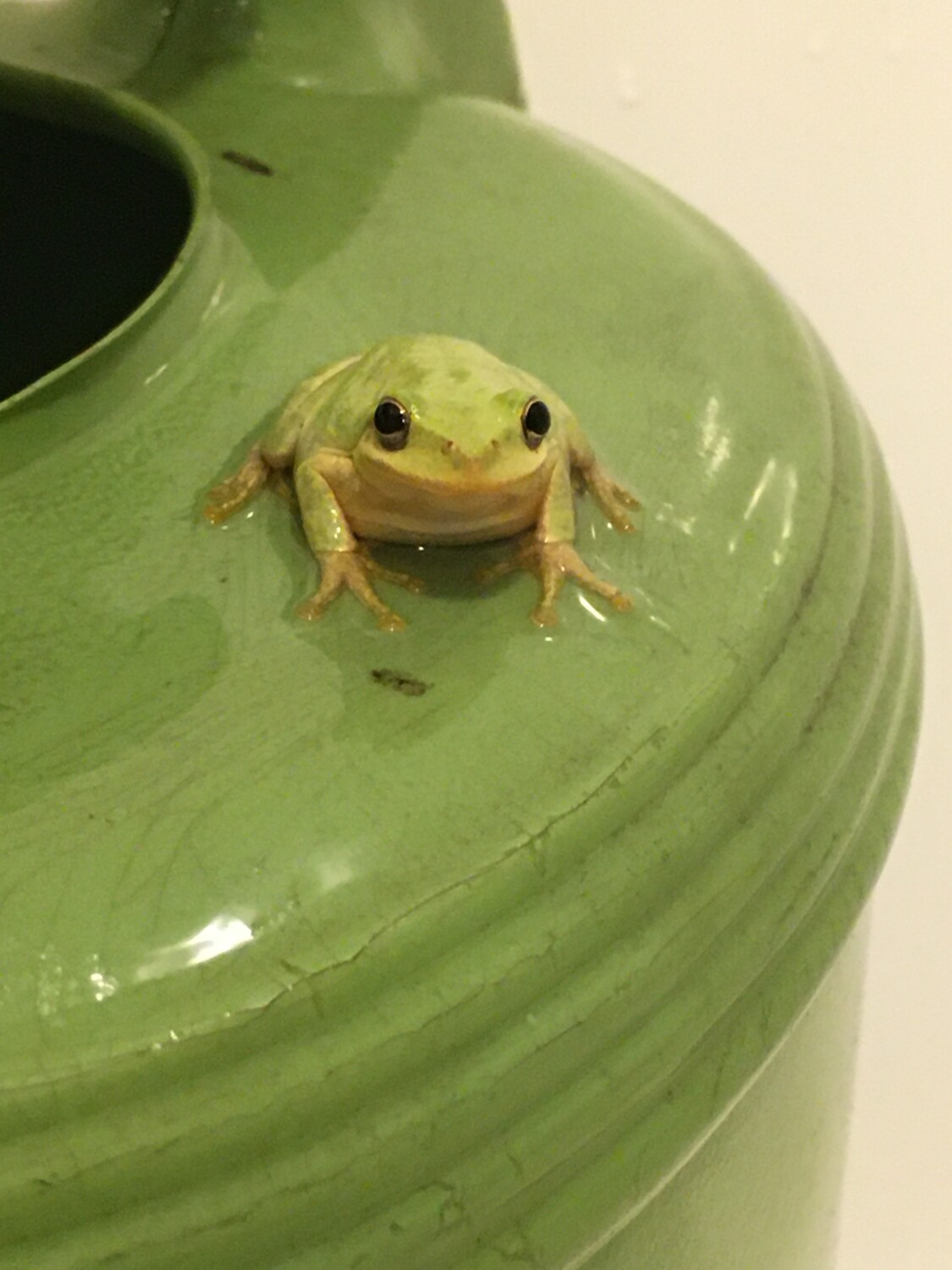 Friendly Frog