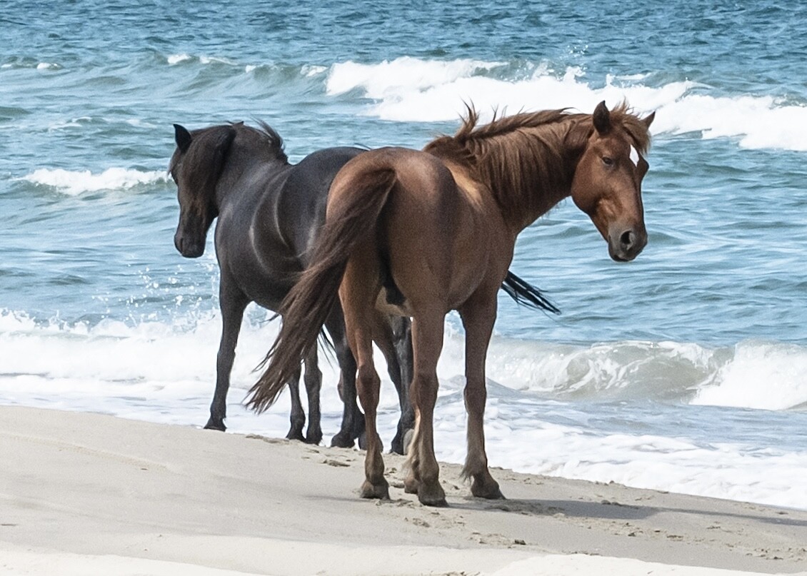 Corolla Wild Horse Sanctuary