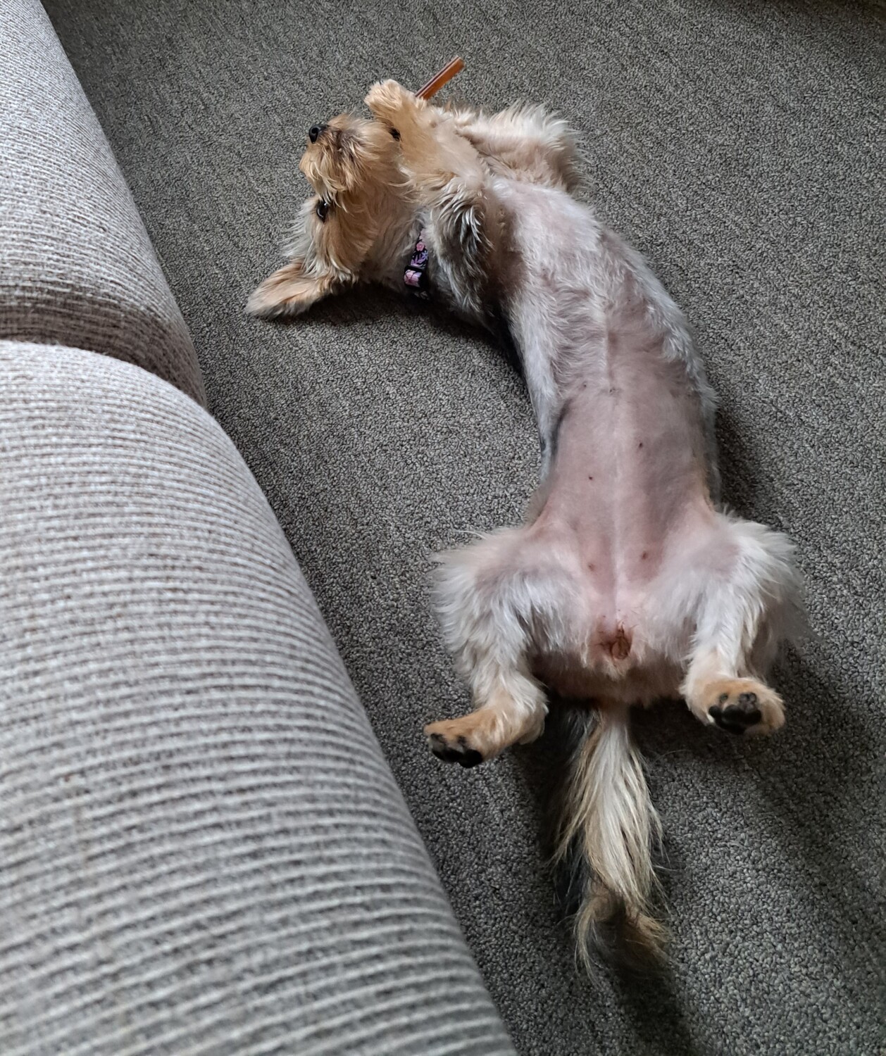 Enjoying Bully Stick