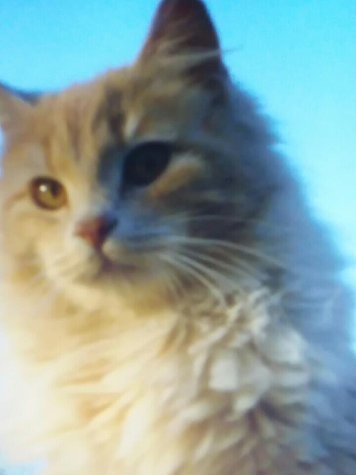 My little Ginger Snap