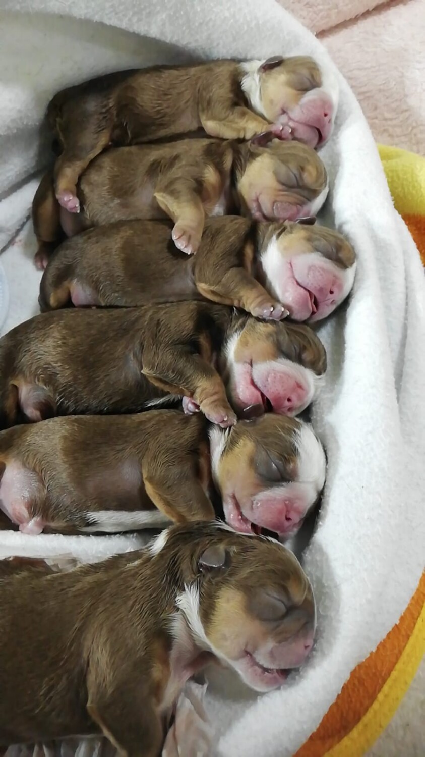 Six in the bed and the little one said……