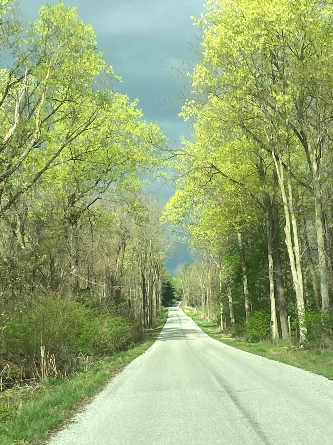 Spring-maple tree blossoms