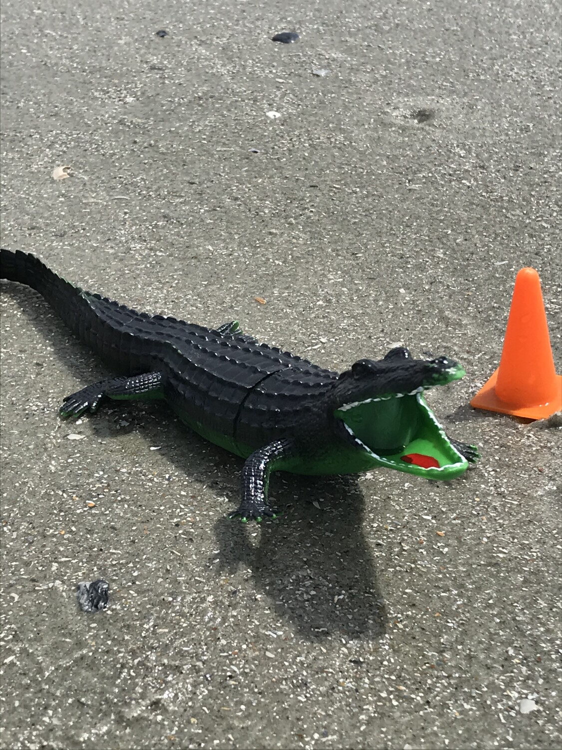 Alligator crossing