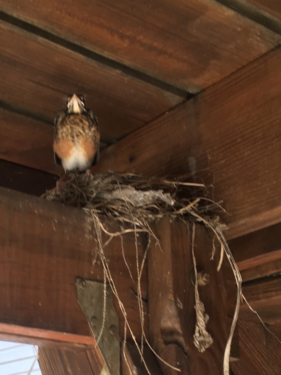 Last fledging afraid to leave the nest