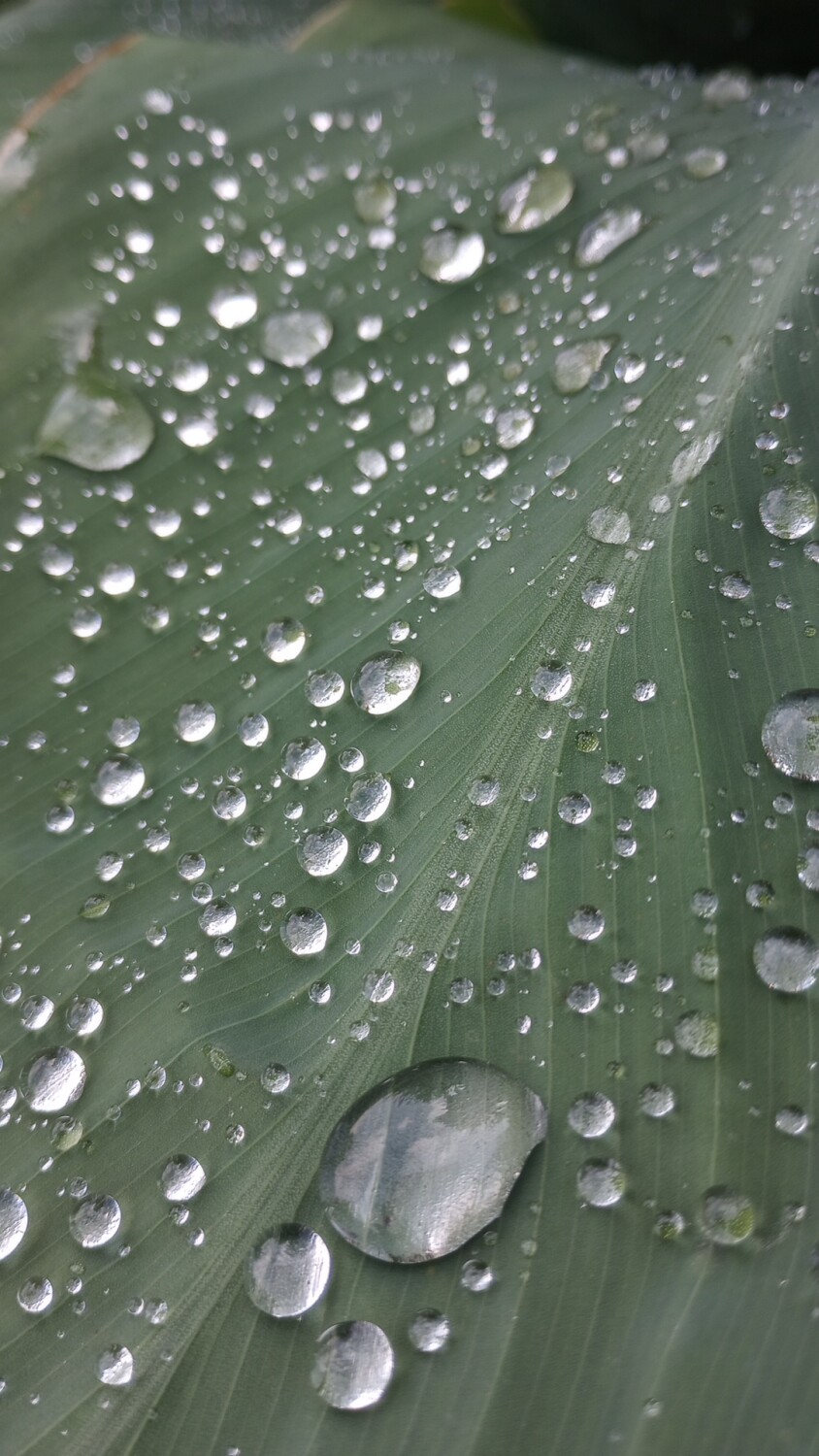 Peaceful Raindrops