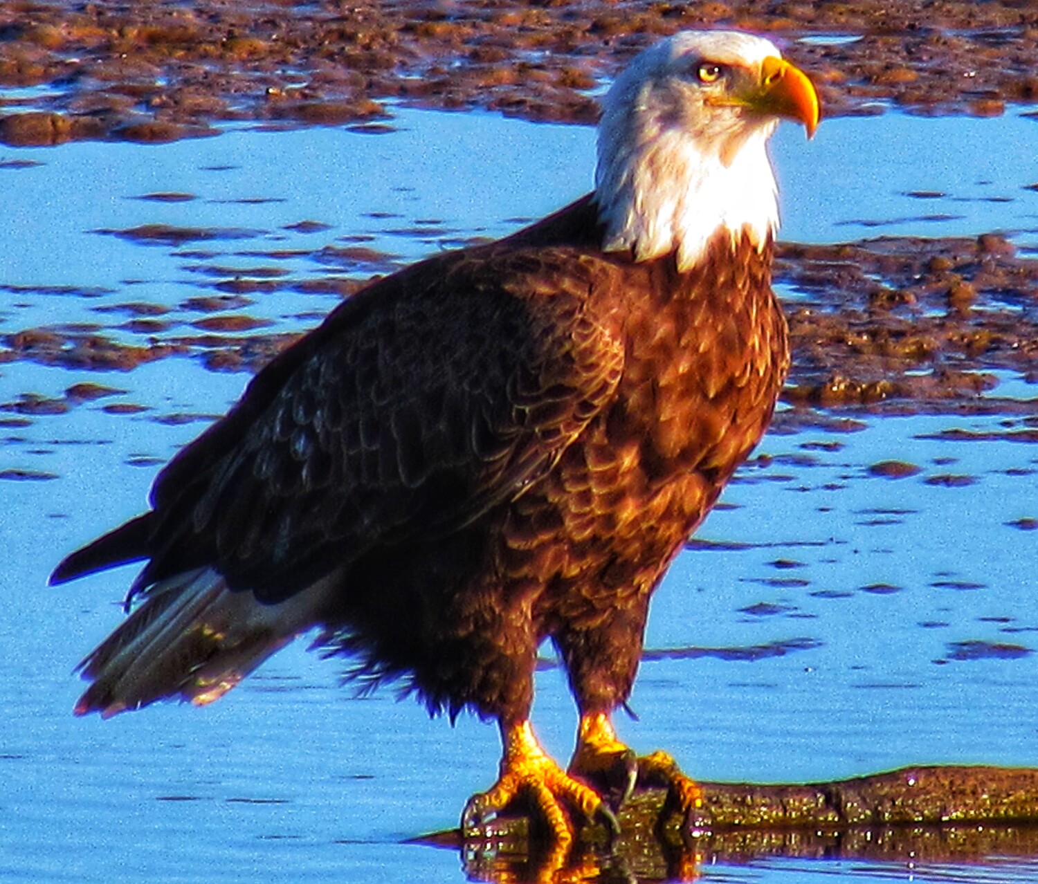 Bald Eagle in the morning light