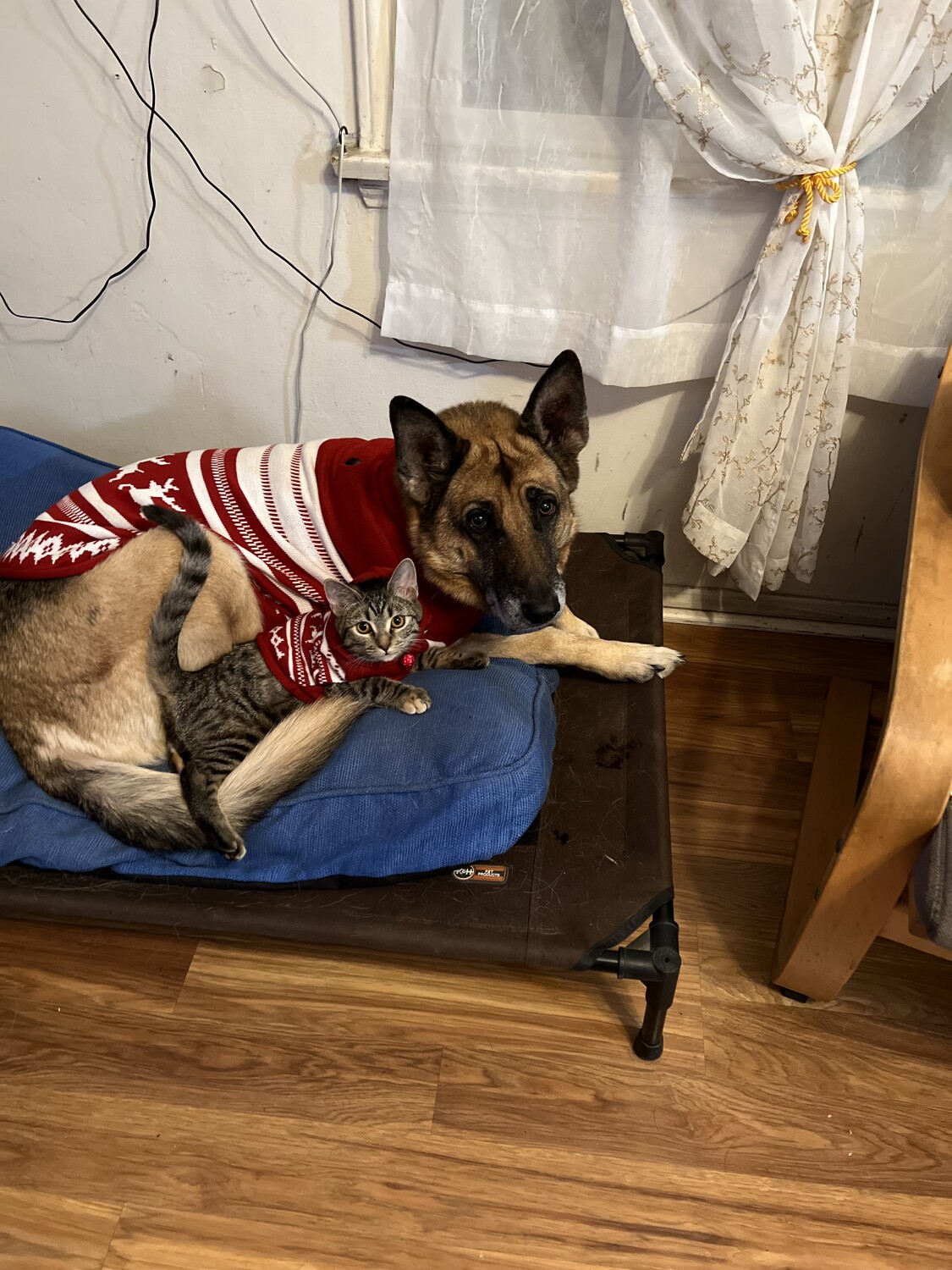 I got a new present for Christmas