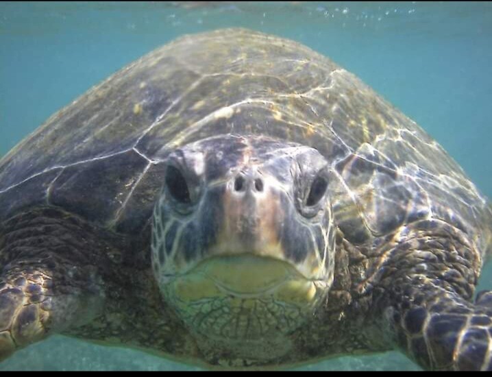 Swimming with The Turtle's