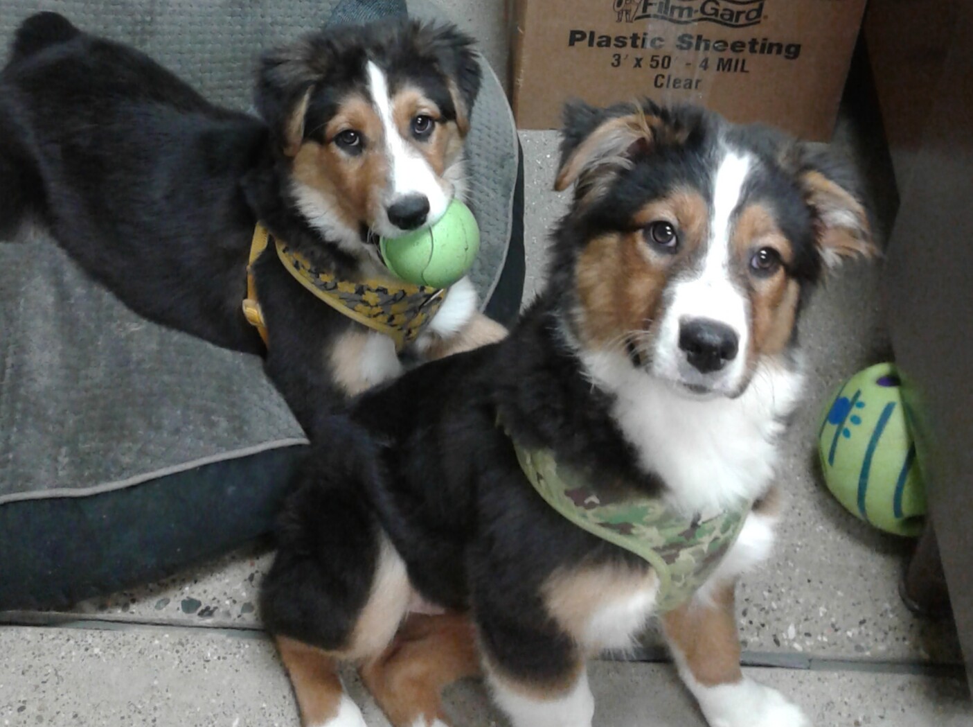 Kasah has the ball, and Willow is her sister.