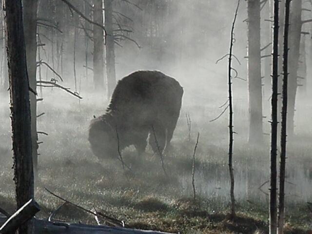 Buffalo in early morning mist