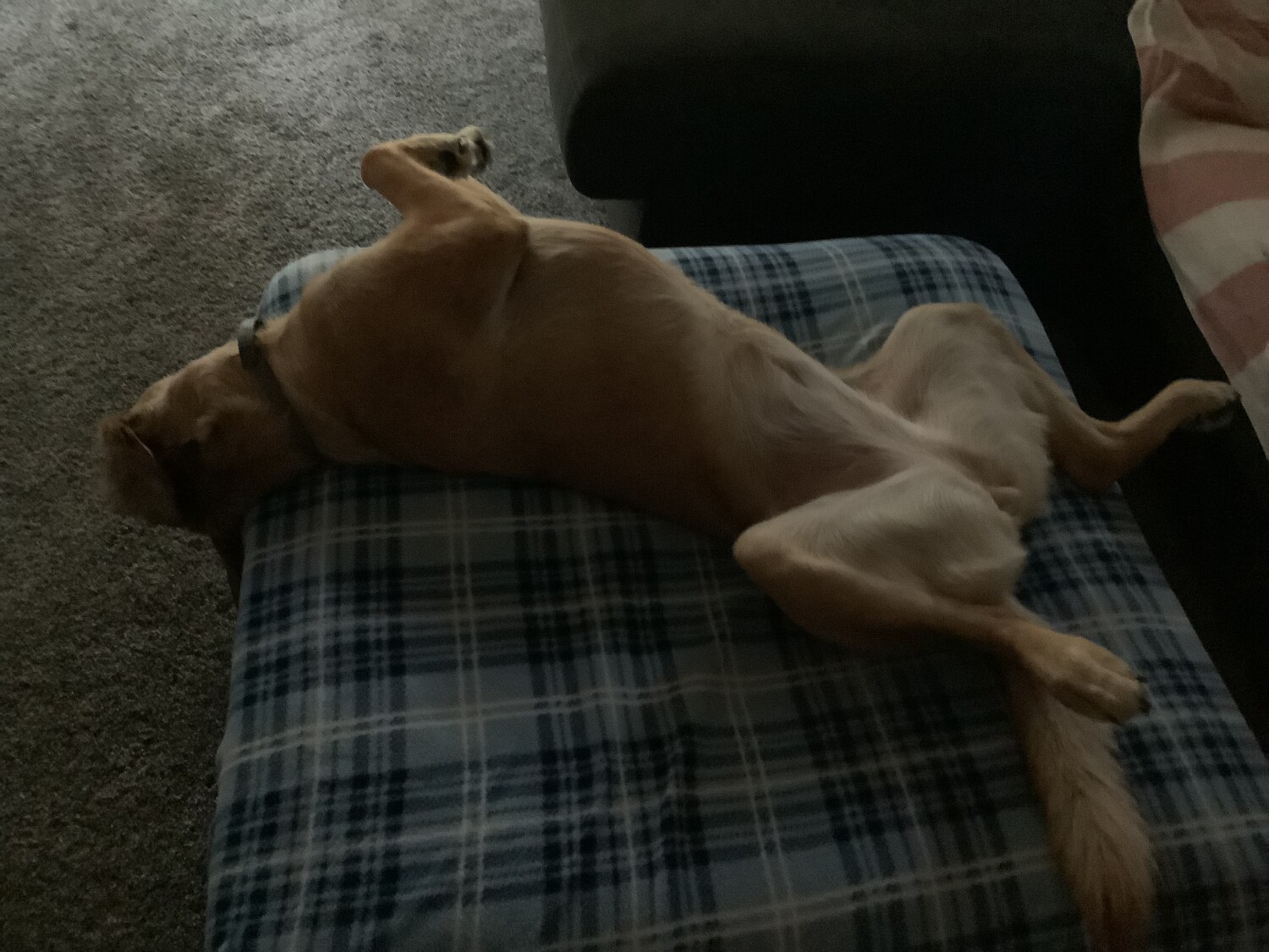 Peach can get comfortable anywhere