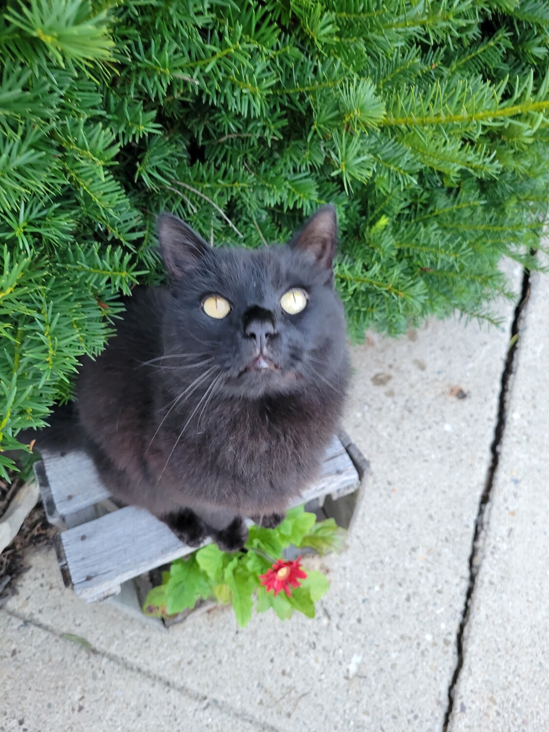 Shadow on a spring day